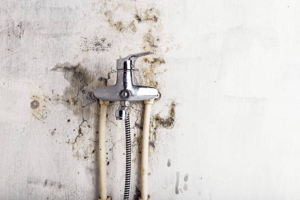 Best Mold Testing  in Burnham, IL