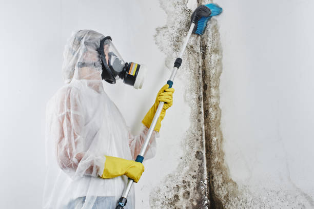 Best Local Mold Removal Service  in Burnham, IL