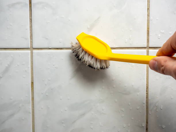 Best Best Mold Removal Companies  in Burnham, IL