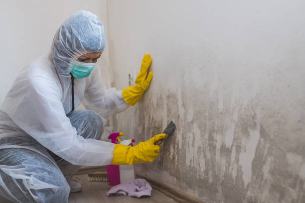 Best Attic Mold Removal  in Burnham, IL