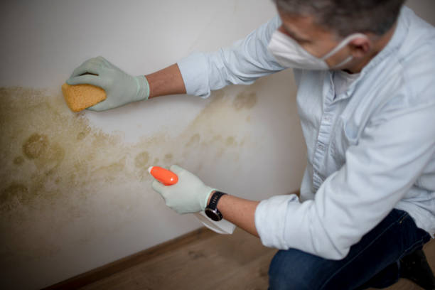 Home Mold Removal in Burnham, IL