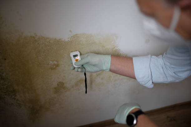 Best Certified Mold Removal  in Burnham, IL