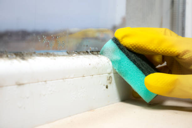 Best Mold Removal Near Me  in Burnham, IL