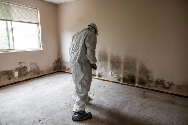 Best Black Mold Removal  in Burnham, IL