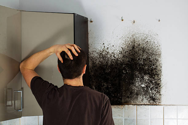 Mold Removal Process in Burnham, IL